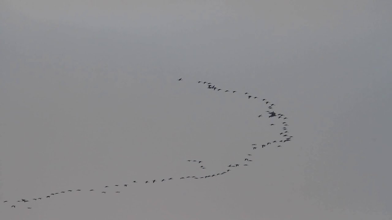Kraanvogels boven Terziet in Limburg