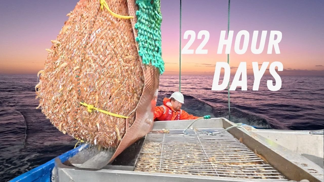 Record Catches of King Prawns Nearly Broke Us.
