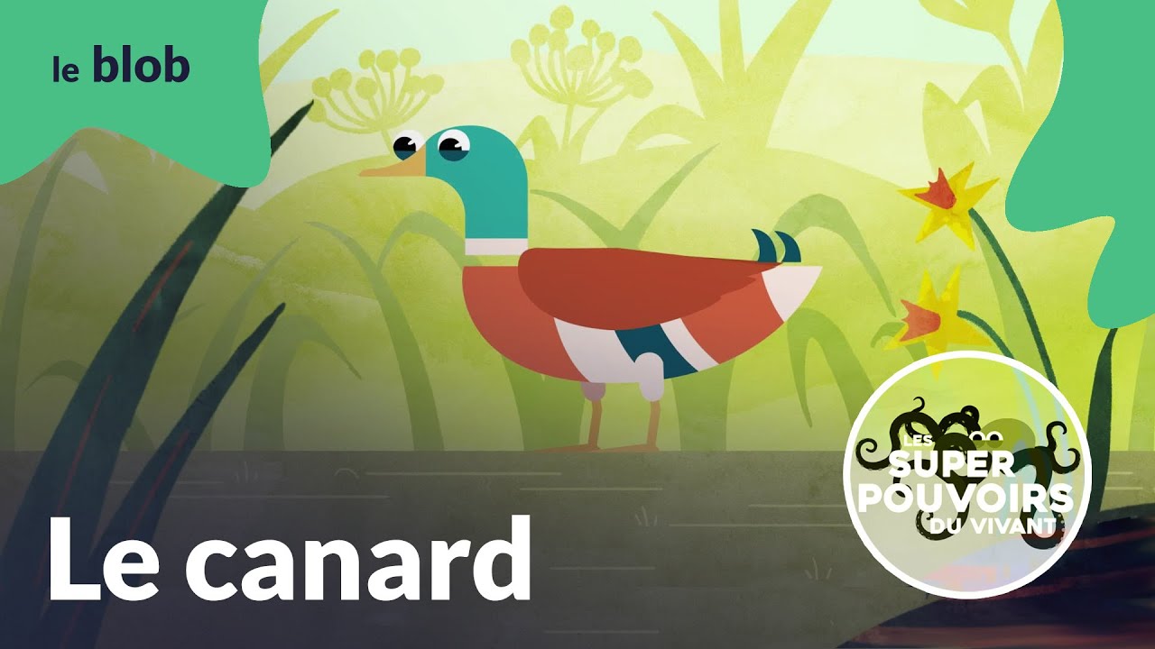 Le canard, la méga flotte | Les super-pouvoirs du vivant