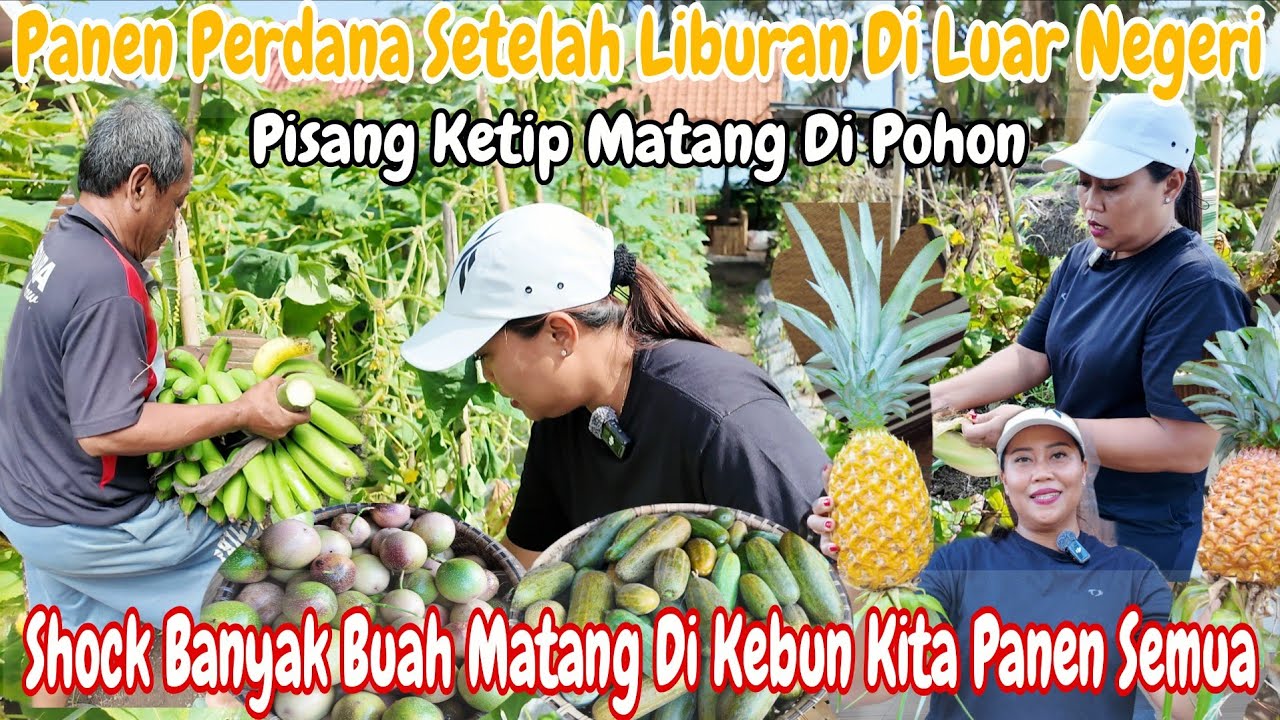 PANEN PERDANA SETELAH LIBURAN DI LN‼️SHOCK😱BANYAK BUAH MATANG DI KEBUN || PANEN SEMUA BUAH DI KEBUN 