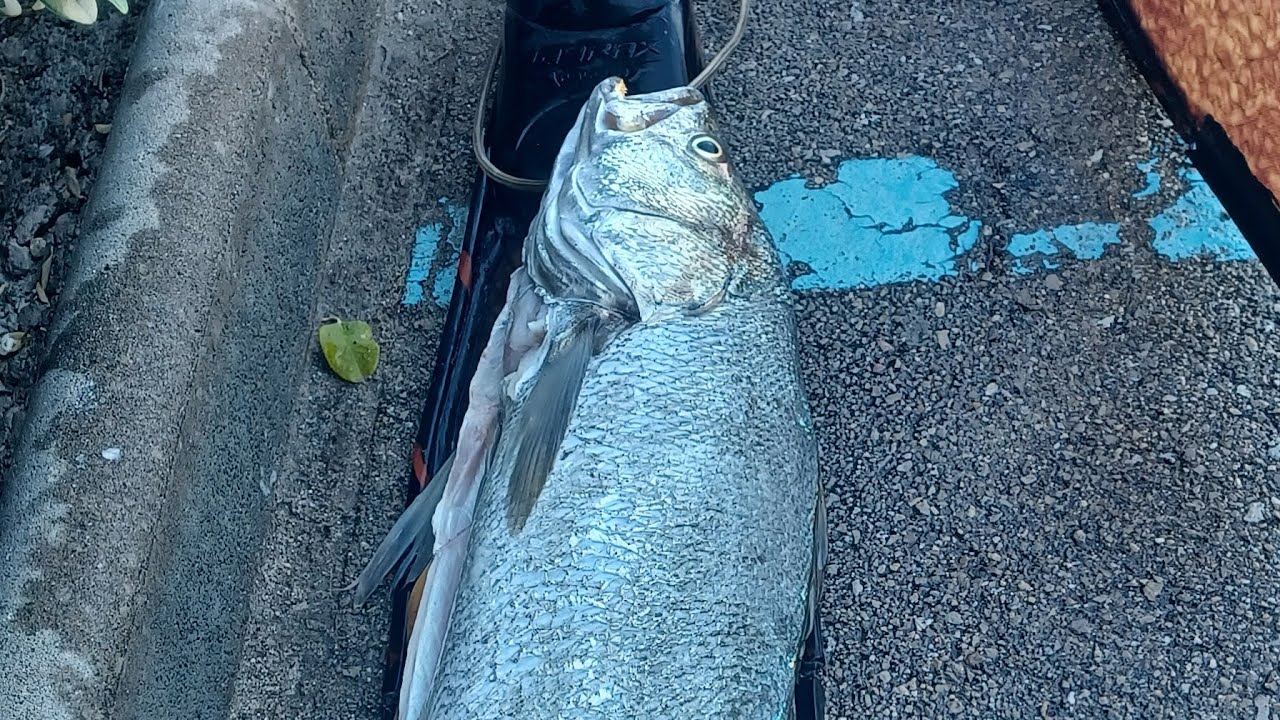 Pesca submarina selectiva de autoconsumo 