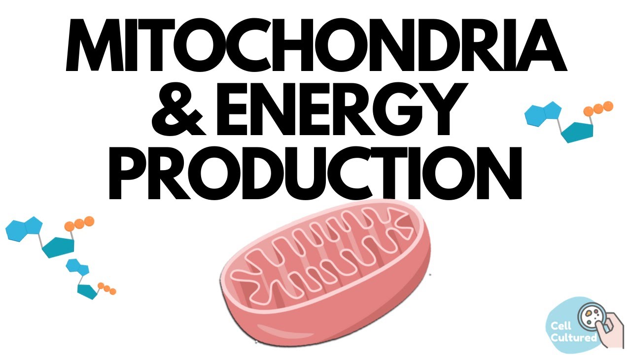 Mitochondria & Energy Production