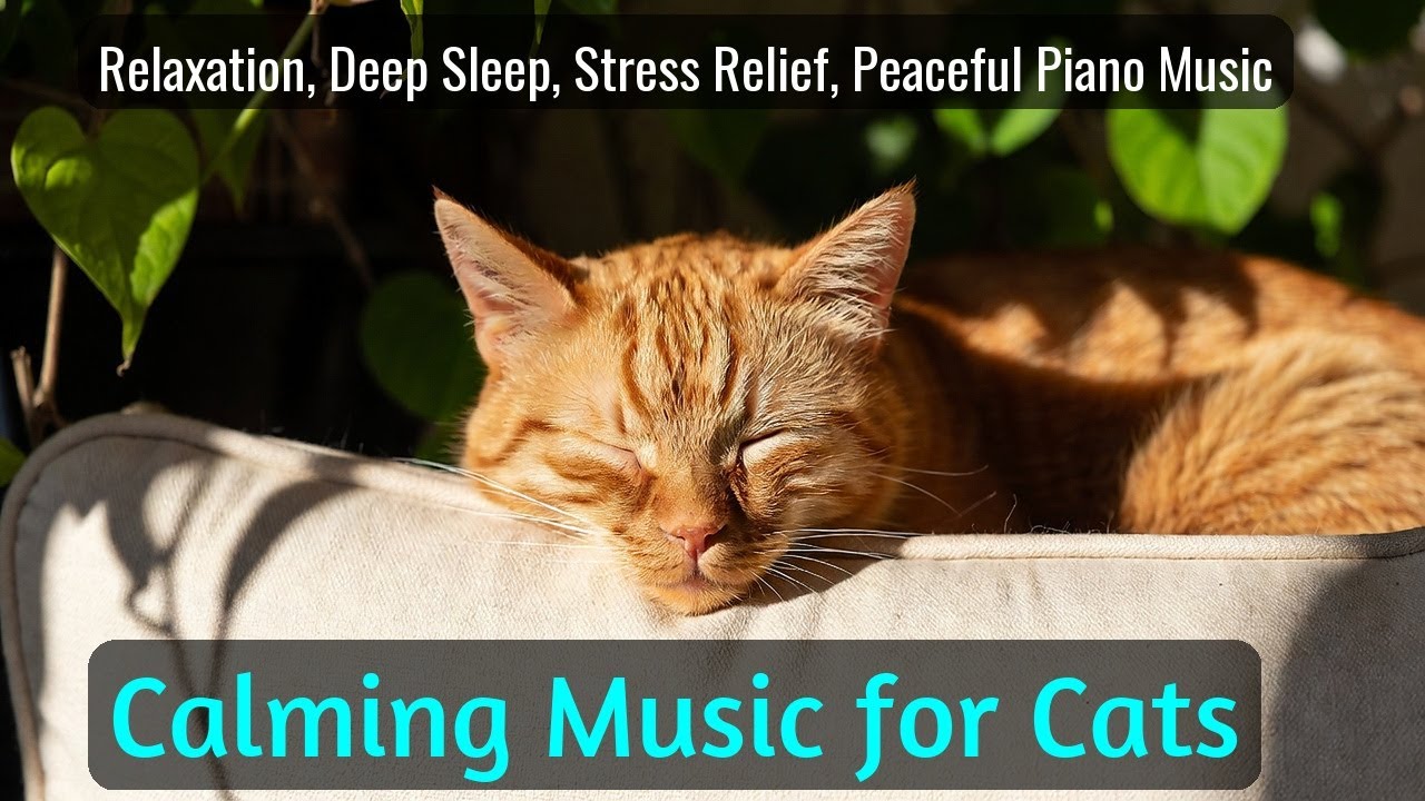 LIVE Adorable Kitten Sleeping in Blanket for Peace 🧶 | Season 49