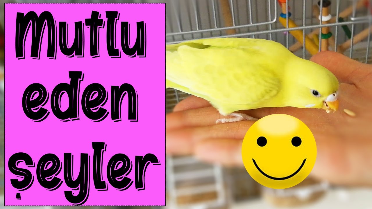 Muhabbet Kuşu Mutlu Eden ve  Mutsuz Eden Şeyler, Kuşları Mutlu Etme