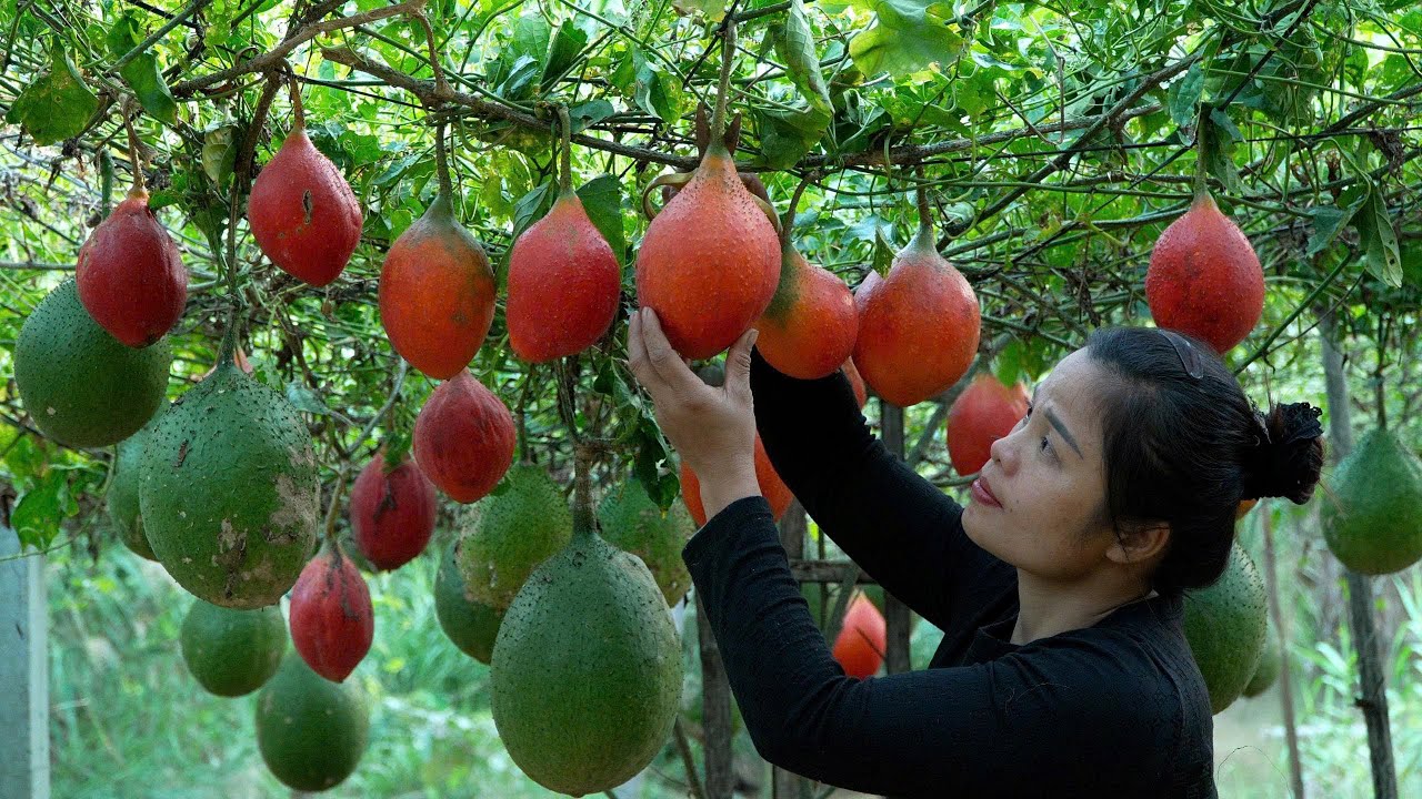 Gac fruit - a specialty of the Northwest, anyone who tries it will remember it forever!