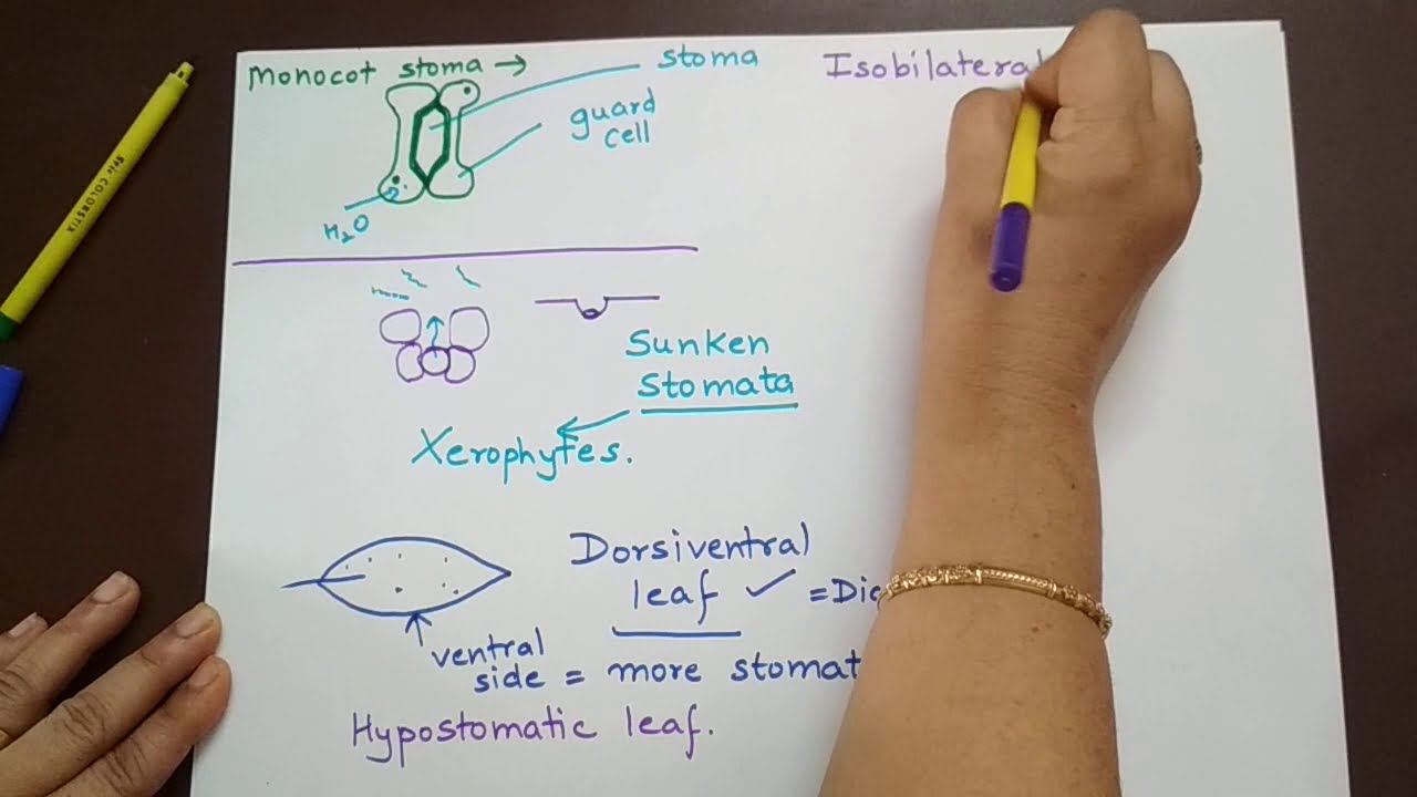 #epidermis,#epidermaltissue,#stomata,#trichomes.Epidermal Tissue- Stomata, Root hair and trichomes.