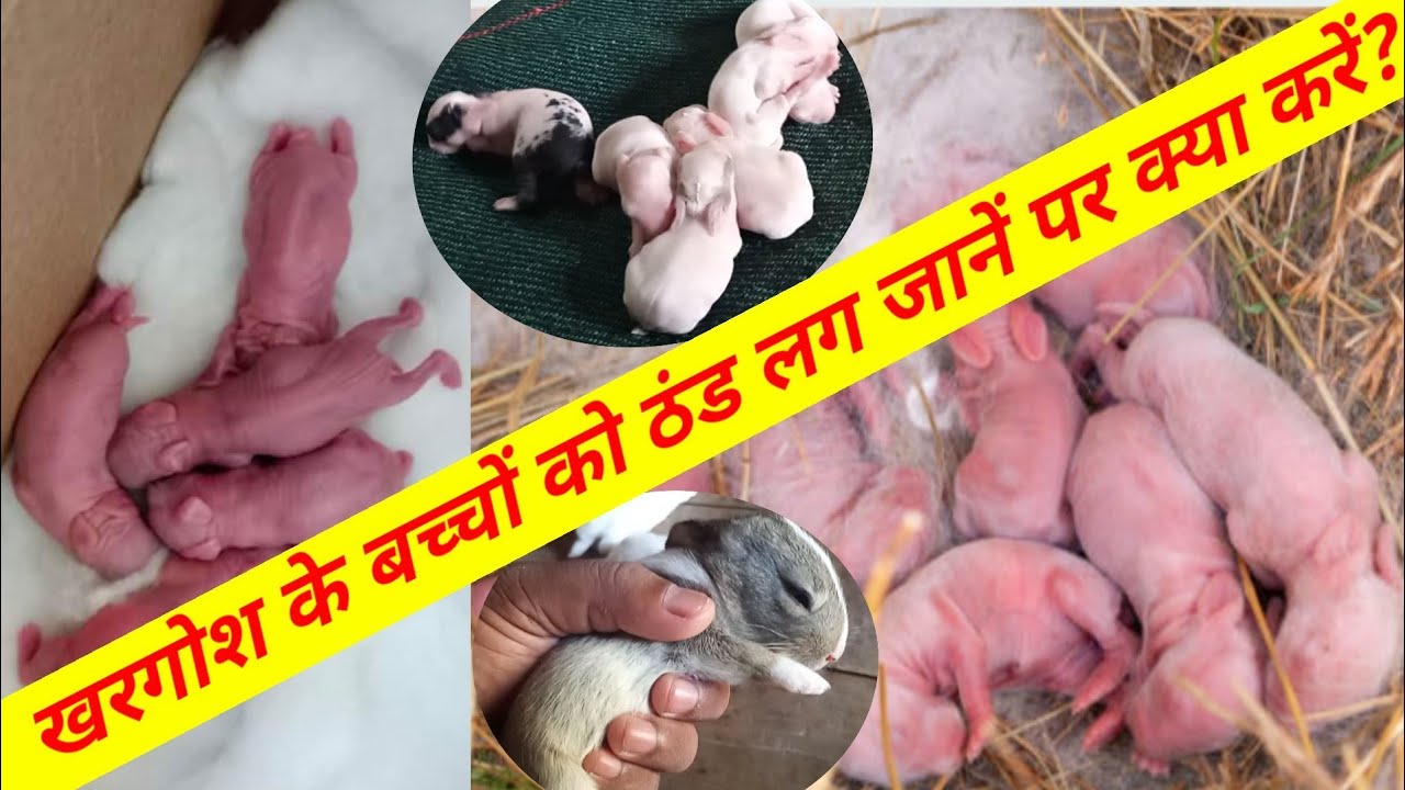 खरगोश के बच्चों को ठंड लग जानें पर क्या करना चाहिए? How To Care Rabbit Babies In Winter?