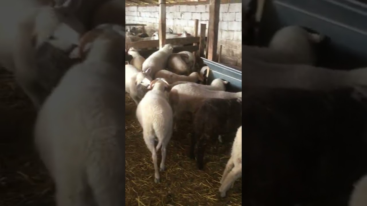 😄😄agnello pecora lamb sheep cat dog pollo cane gatto videos uteka