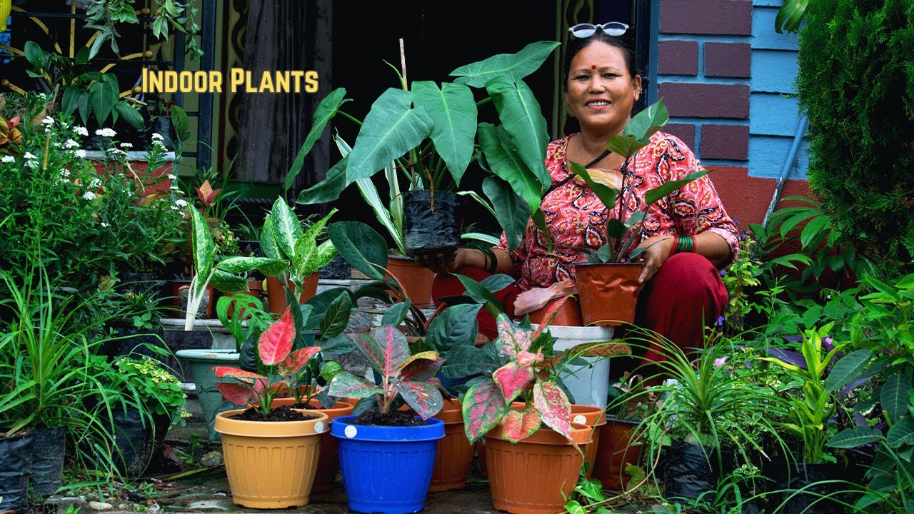 Indoor Plant Care Tips in Nepali I Nepali Gardening Tips