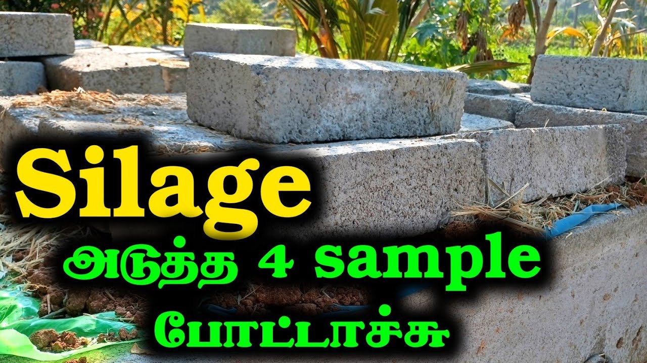 தீவனப்புல் சைலேஜ் நான்கு விதமான முறைகளை பயன்படுத்தி மாதிரி silage உருவாக்கி உள்ளேன் இந்த பதிவு silo