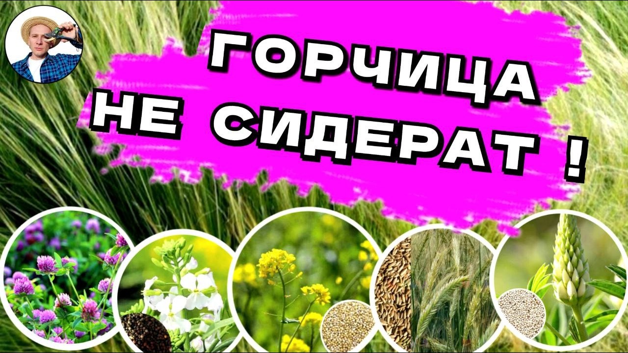 СИДЕРАТЫ НЕ УДОБРЕНИЯ! ВСЯ ПРАВДА О ГОРЧИЦЕ, ЛЮПИНЕ, ГОРОХЕ, РОЖЬ