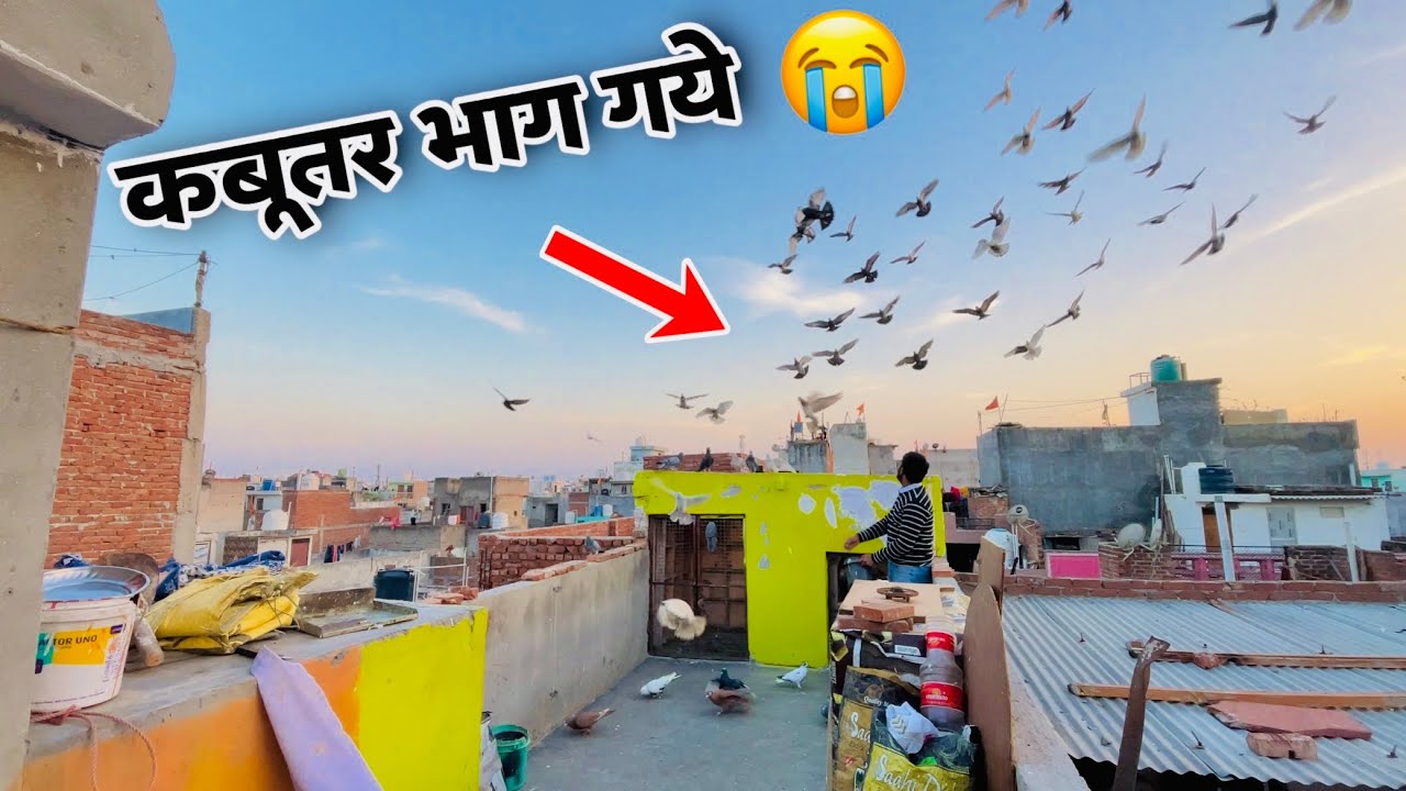 तावा डाला और 1 कबूतर भाग गया 🥺| Aaj 1 Kabootar Bhag Gaya Hamara 😞