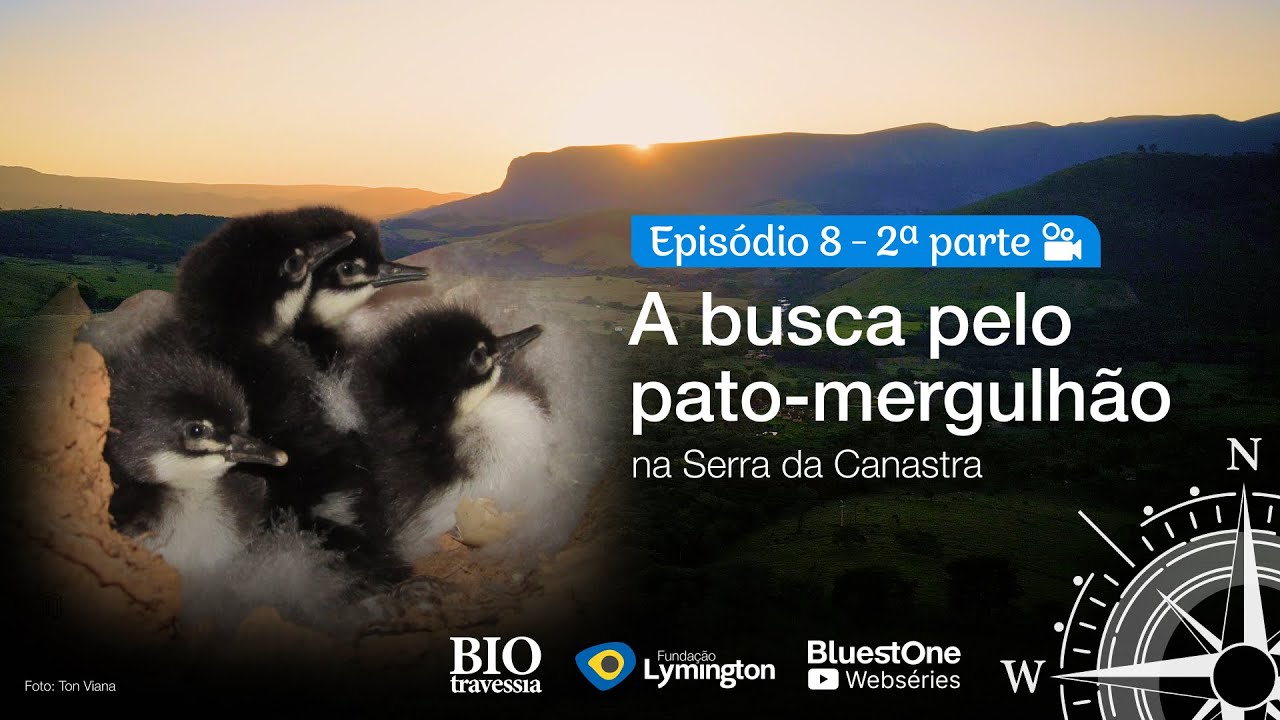 Bio Travessia | Ep. 8 – Parte 2: A busca pelo pato-mergulhão na Serra da Canastra