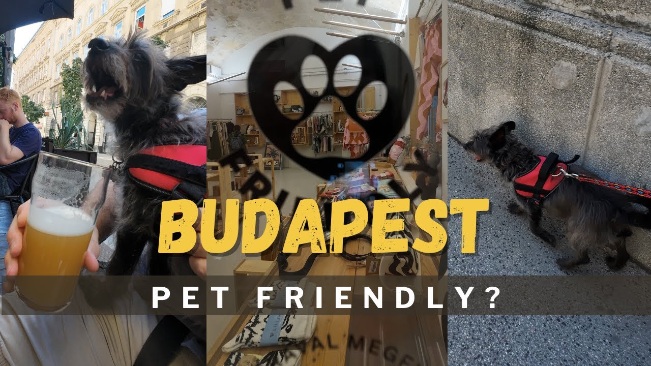 Traveling Budapest with a Dog | Pet Friendly Guide