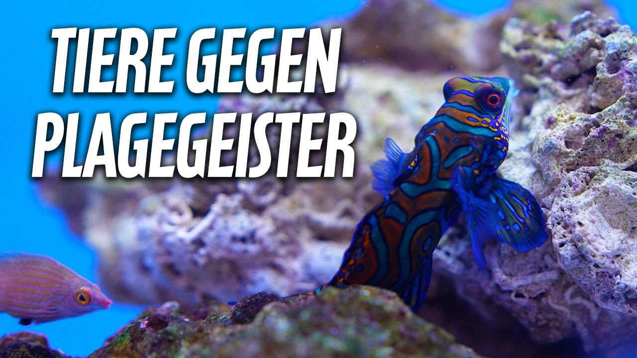 Fische mit Funktion - Tiere im Meerwasseraquarium gegen Plagen