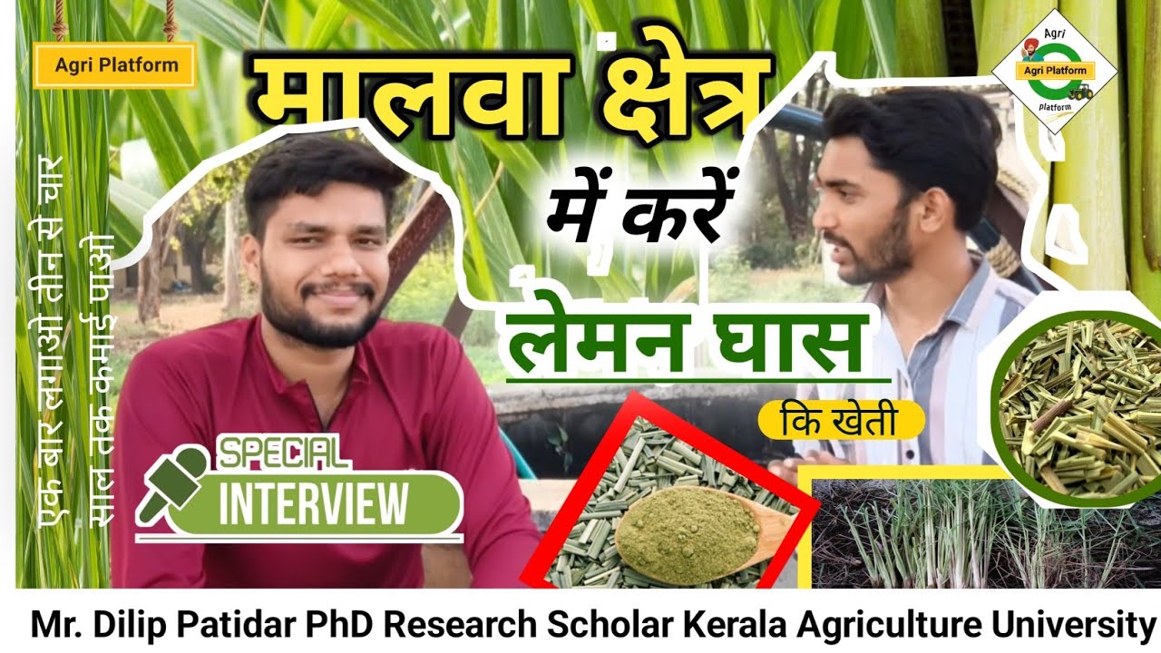 मालवा के किसानों के लिए वरदान है लेमनग्रास! जानिए PhD स्कॉलर दिलीप पाटीदार से।#lemongrass #agritech 