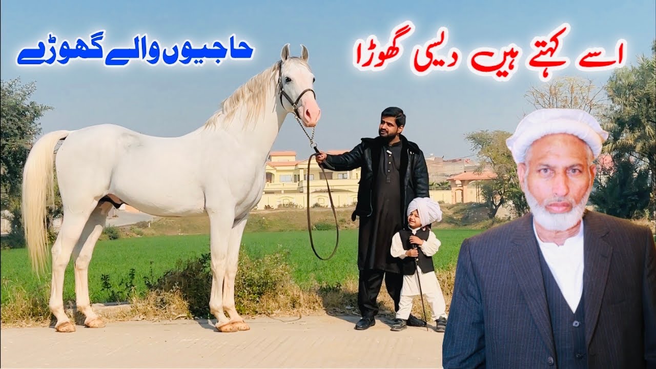Desi Horse Breeds of Pakistan | Haji Bloodline Horses