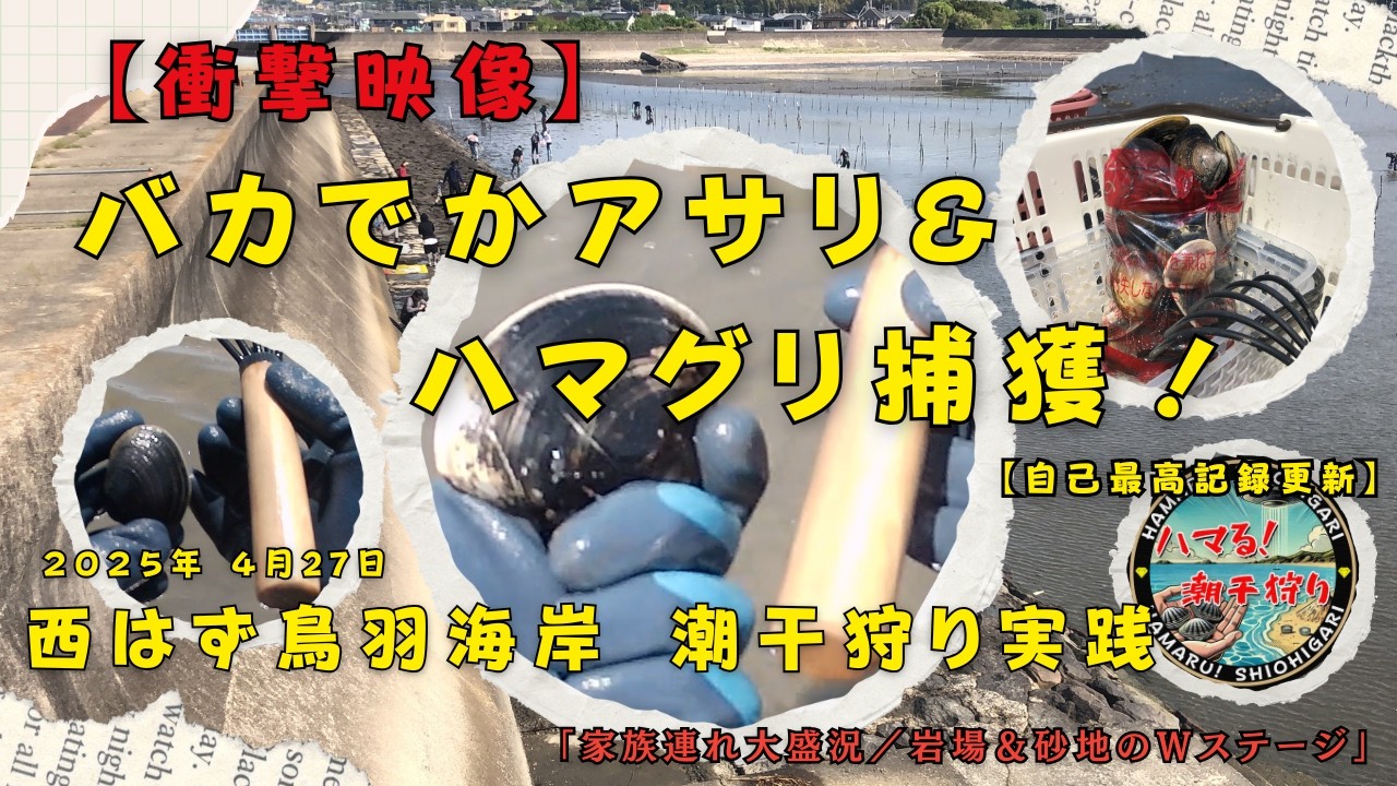 【過去最高！】バカでかいアサリ＆ハマグリ捕獲！｜西はず鳥羽海岸 潮干狩り【家族連れにも大人気】