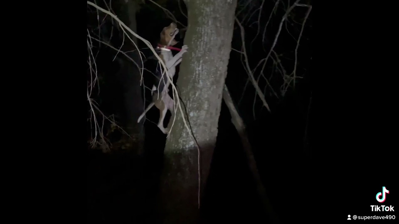 #Coonhunting