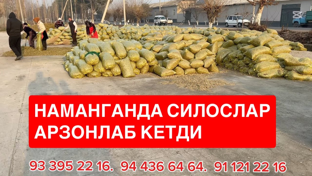 Наманганда силосни нархи арзонлади. 