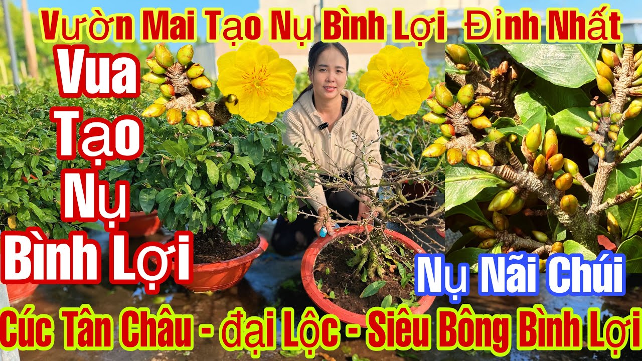 17/1☎️0373398572☎️🌲Mai Vàng Chơi Tết Giá Rẻ🌲Siêu Bông Bình Lợi-Đại Lộc-Cúc Tân Châu-Giảo Thủ Đức…🌲