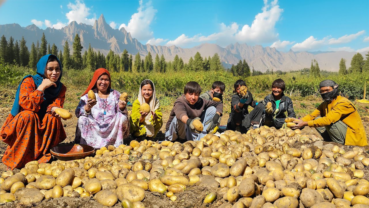 Potato Harvest Season Begins in Bamyan &mdash; Afghan Village Life