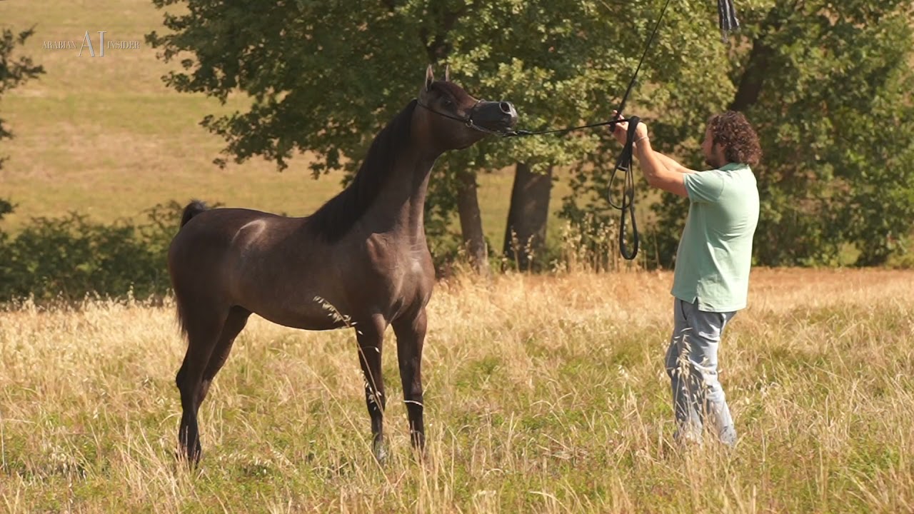 🌸 PRIMETTA 🌸⁣ (WADEE AL SHAQAB x VIKTORIA), 2020 Filly