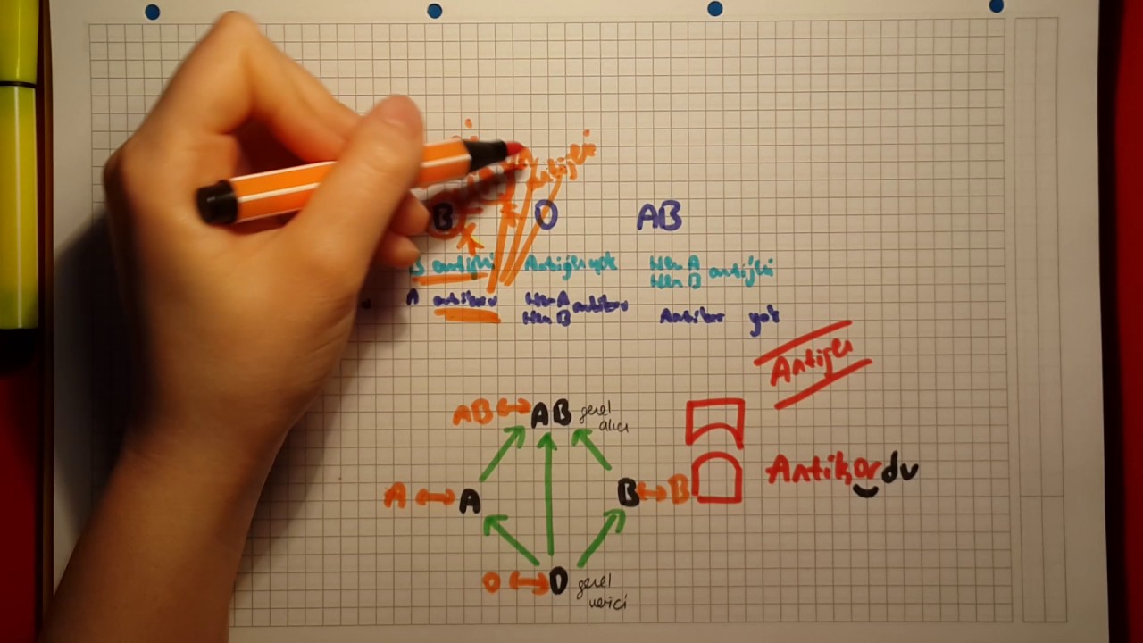 AB KAN GRUPLARI _Hafıza Teknikleri #29