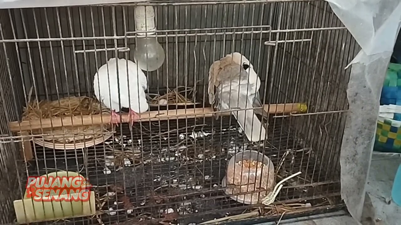 Ternak puter pelung ( sudah nelor )