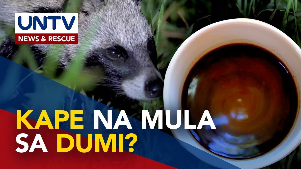 Pinakamahal na kape sa mundo, galing sa dumi ng isang hayop