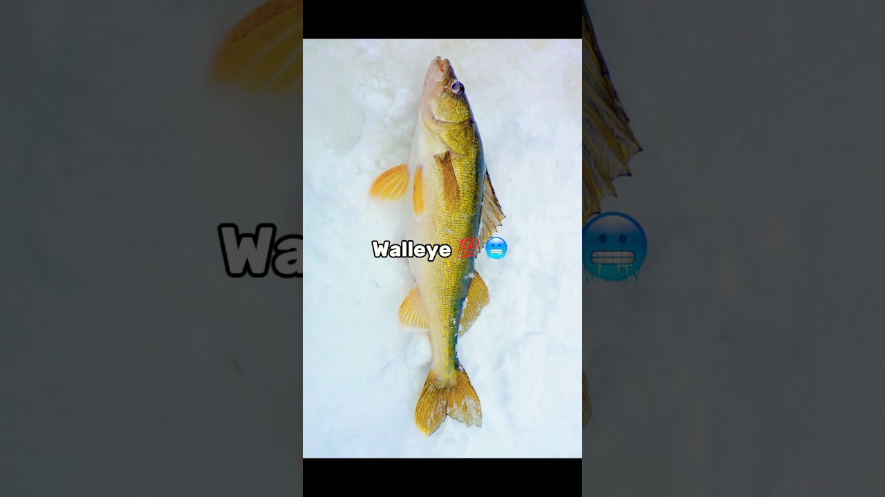 Top 5 freshwater fish with the most aura in my opinion&hellip;