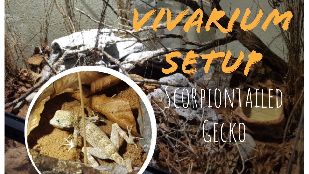 Desert Vivarium Setup | Scorpiontailed Gecko