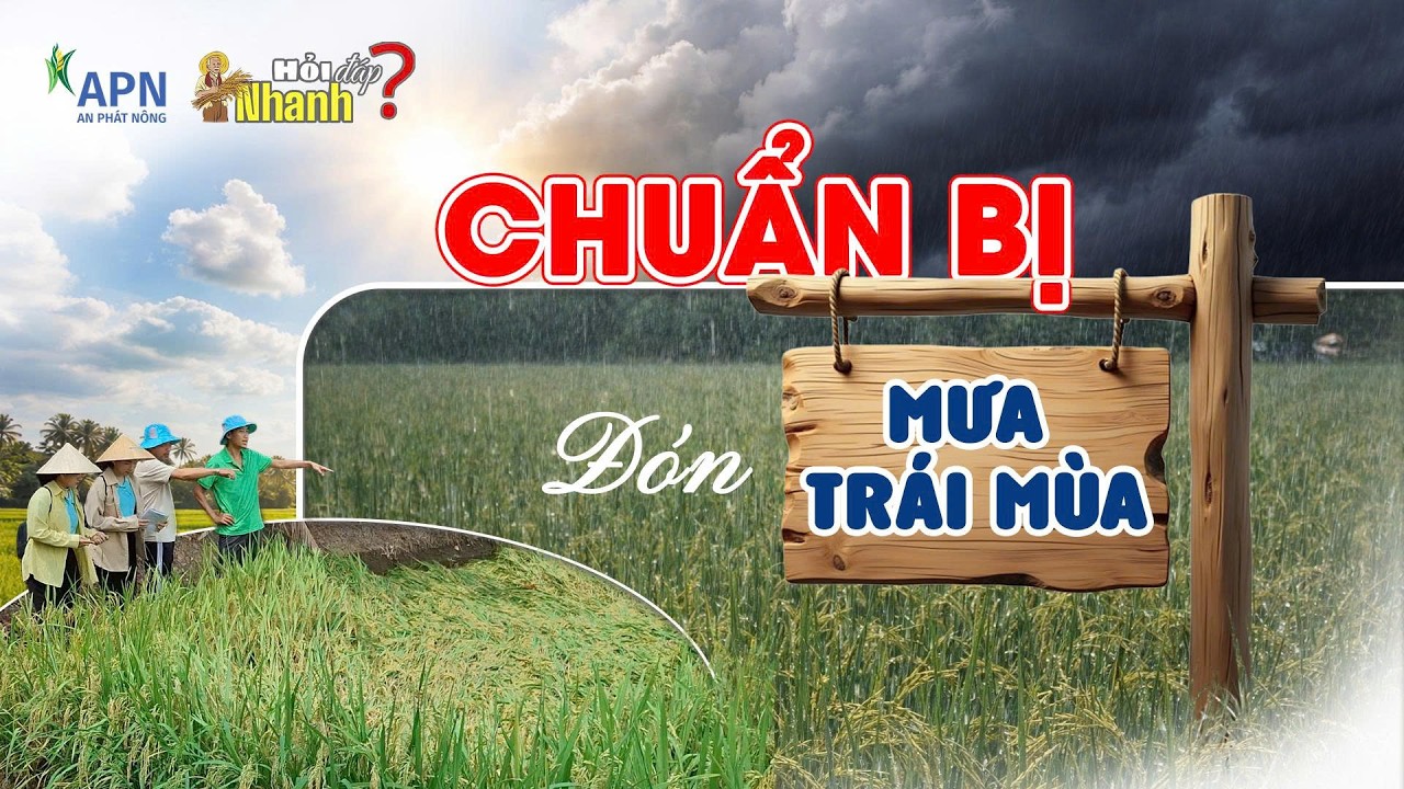 APN - CHUẨN BỊ ĐÓN MƯA TRÁI MÙA | HỎI ĐÁP NHANH