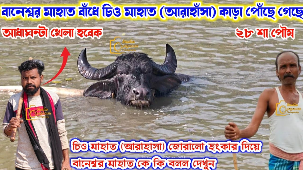 নডিহা বানেশ্বর মাহাত আসরে চিও মাহাত (আঁরাহাসা) কাড়া ঘুরে বেড়াচ্ছে! #নডিহাকাড়ালড়াই2026
