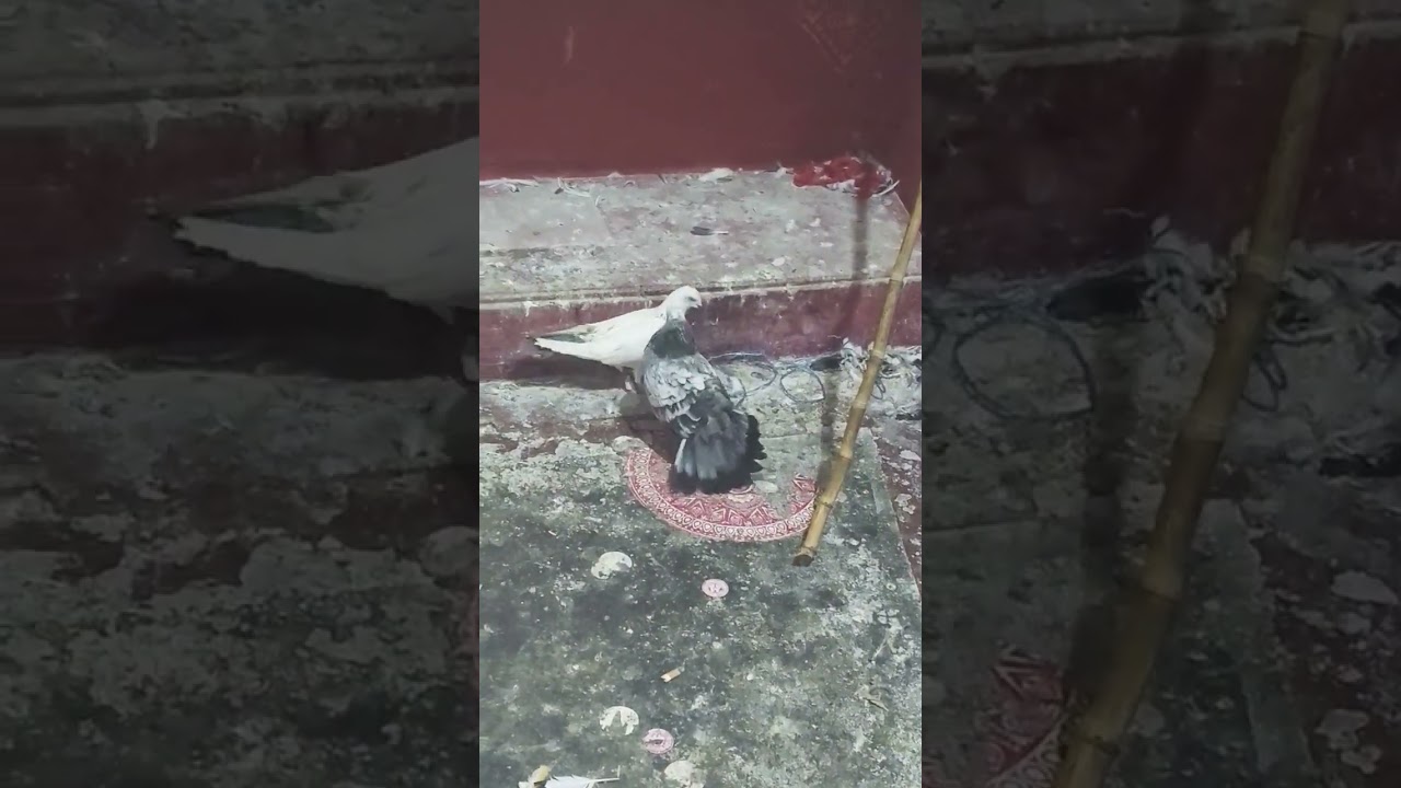 trending Kalpare kabutar. #shortvideo #pigeon #corbett #uttrakhnd
