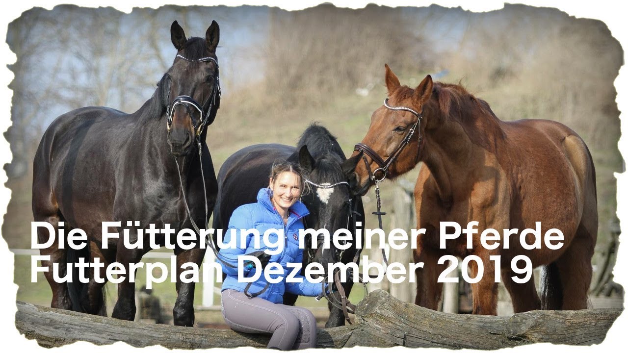 Die Fütterung meiner Pferde: Futterplan Dezember 2019