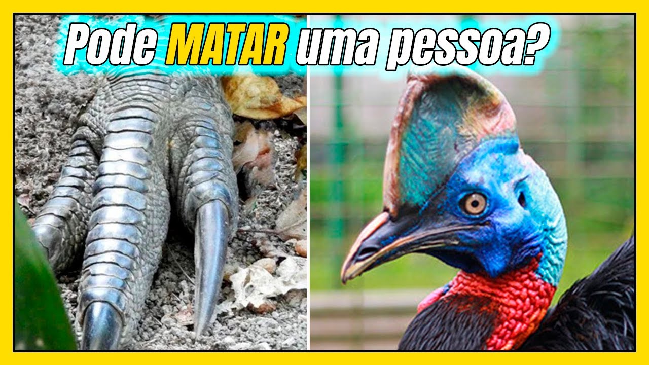 TUDO sobre o CASUAR: a AVE mais PERIGOSA do MUNDO?