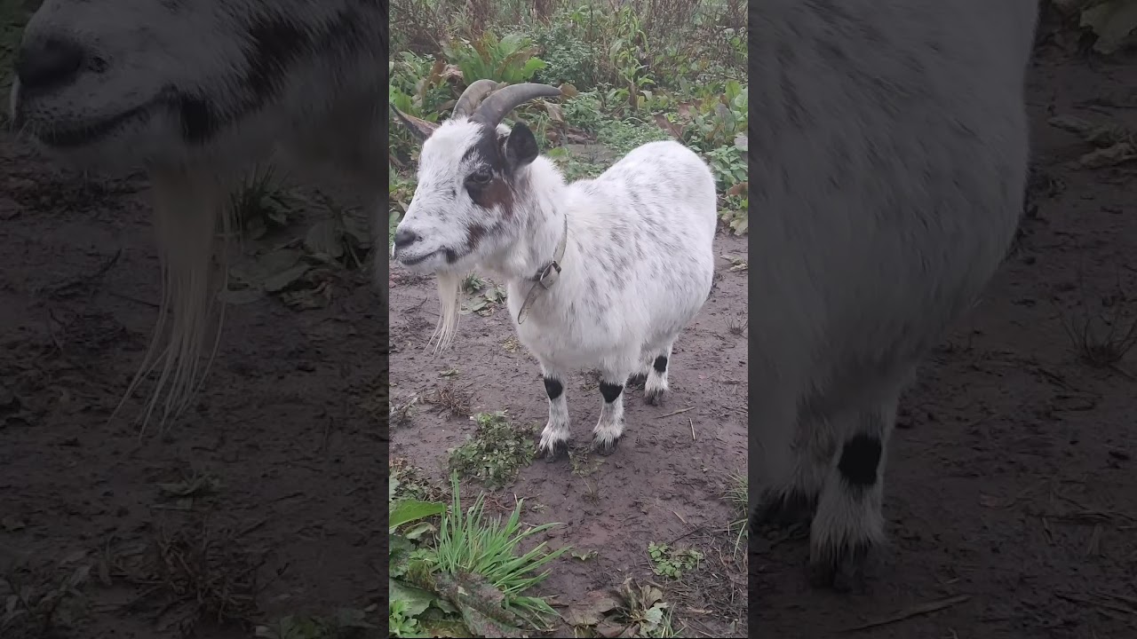 Dit is Bieke ons geitje