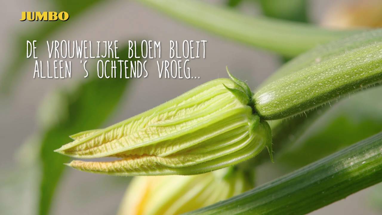 Oorsprong: Jumbo Courgette