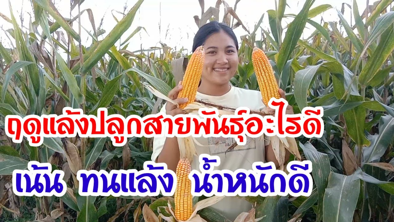 ปลูกข้าวโพดฤดูแล้งแนะนำสายพันธุ์ที่ทนแล้ง ดูในคลิป