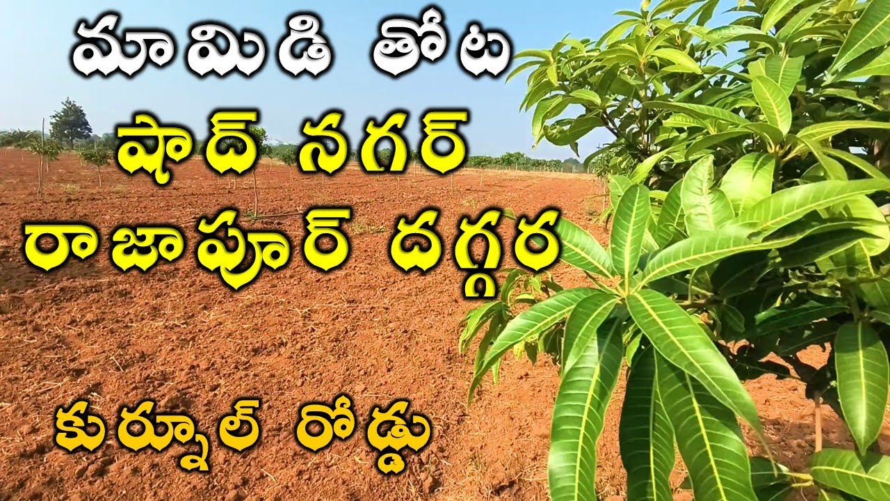 4 ఎకరాలు కర్నూల్ రోడ్డు Agriculture Lands for Sale in Telangana