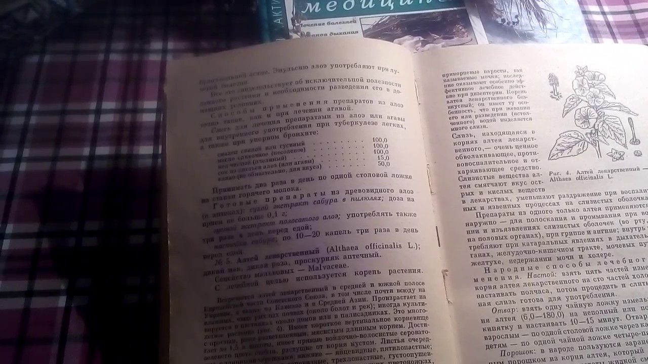 Корень алтея,описание и лечебное применение