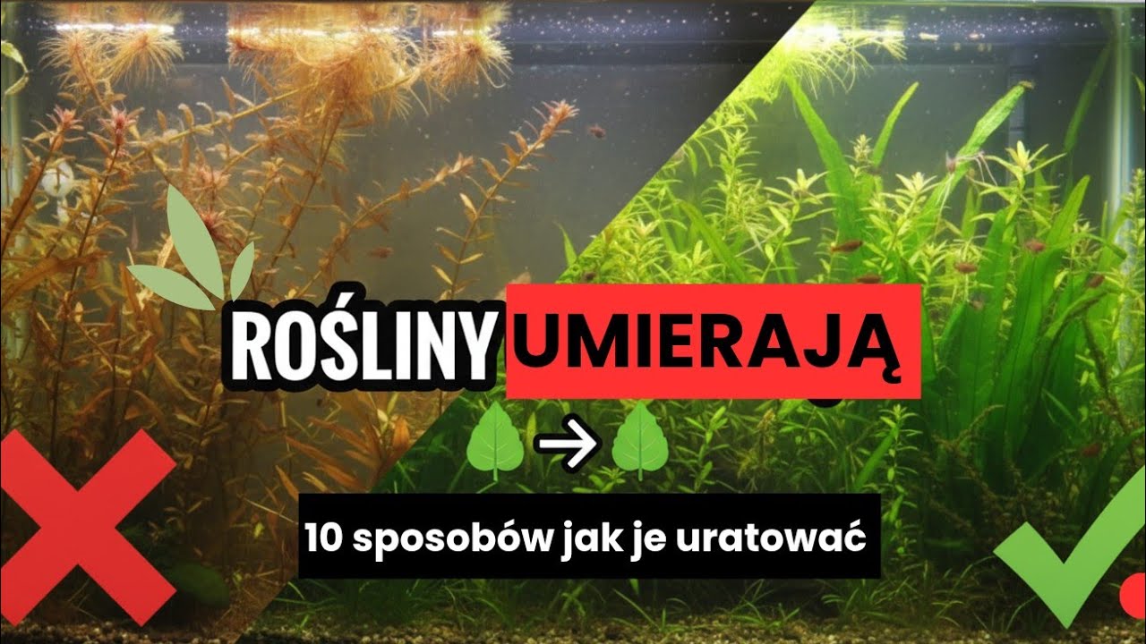 10 sposobów na uratowanie Twoich umierających roślin akwariowych 