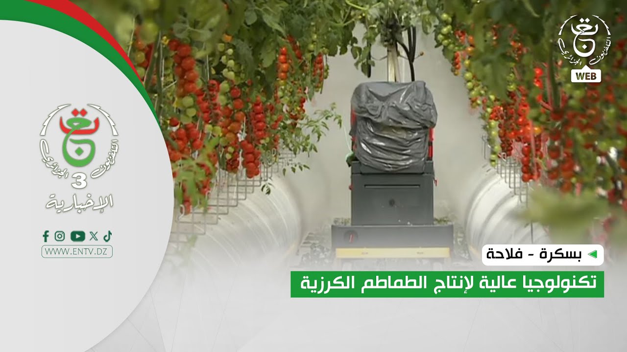 بسكرة - فلاحة | تكنولوجيا عالية لإنتاج الطماطم الكرزية
