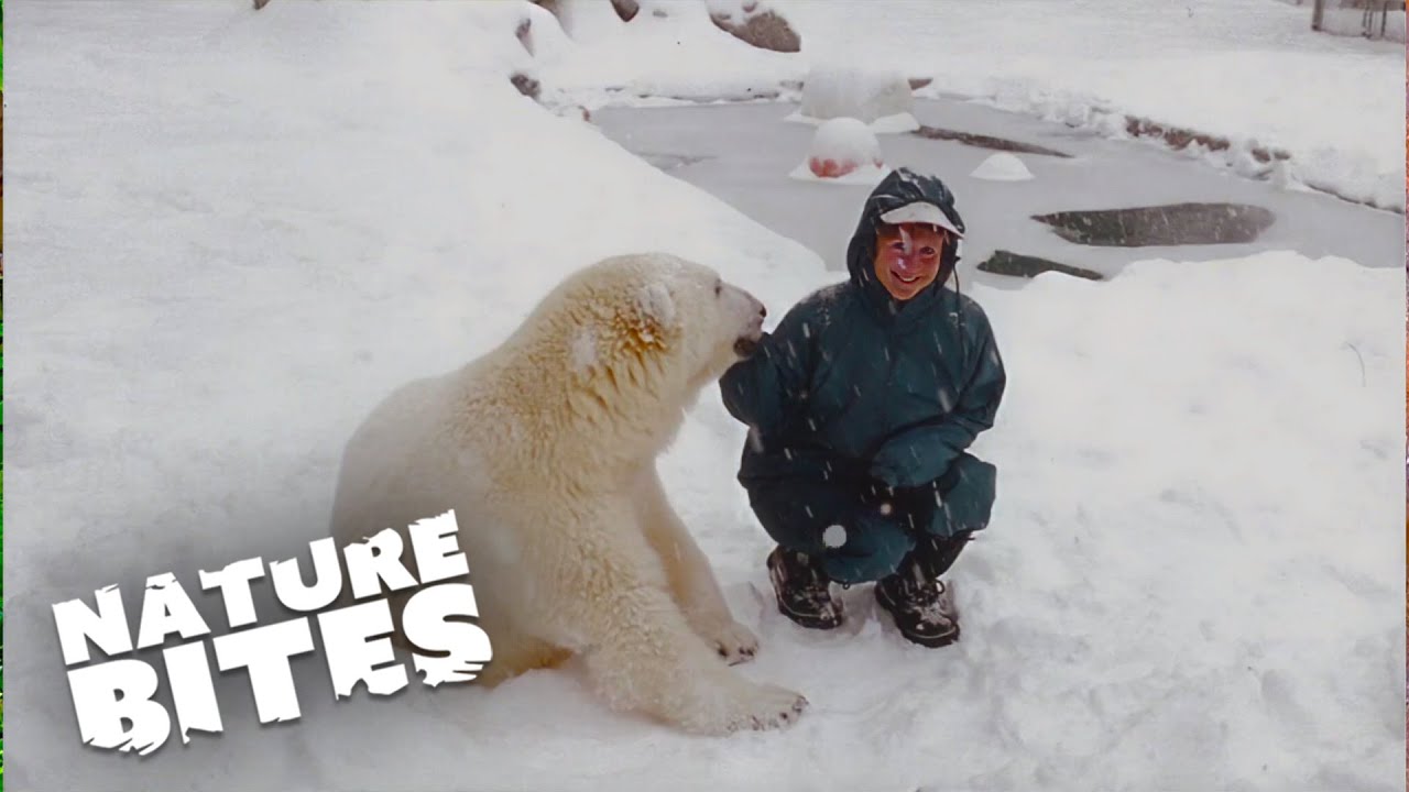 Polar Bear Affectionately Nuzzles the Humans Who Raised Her |  Nature Bites