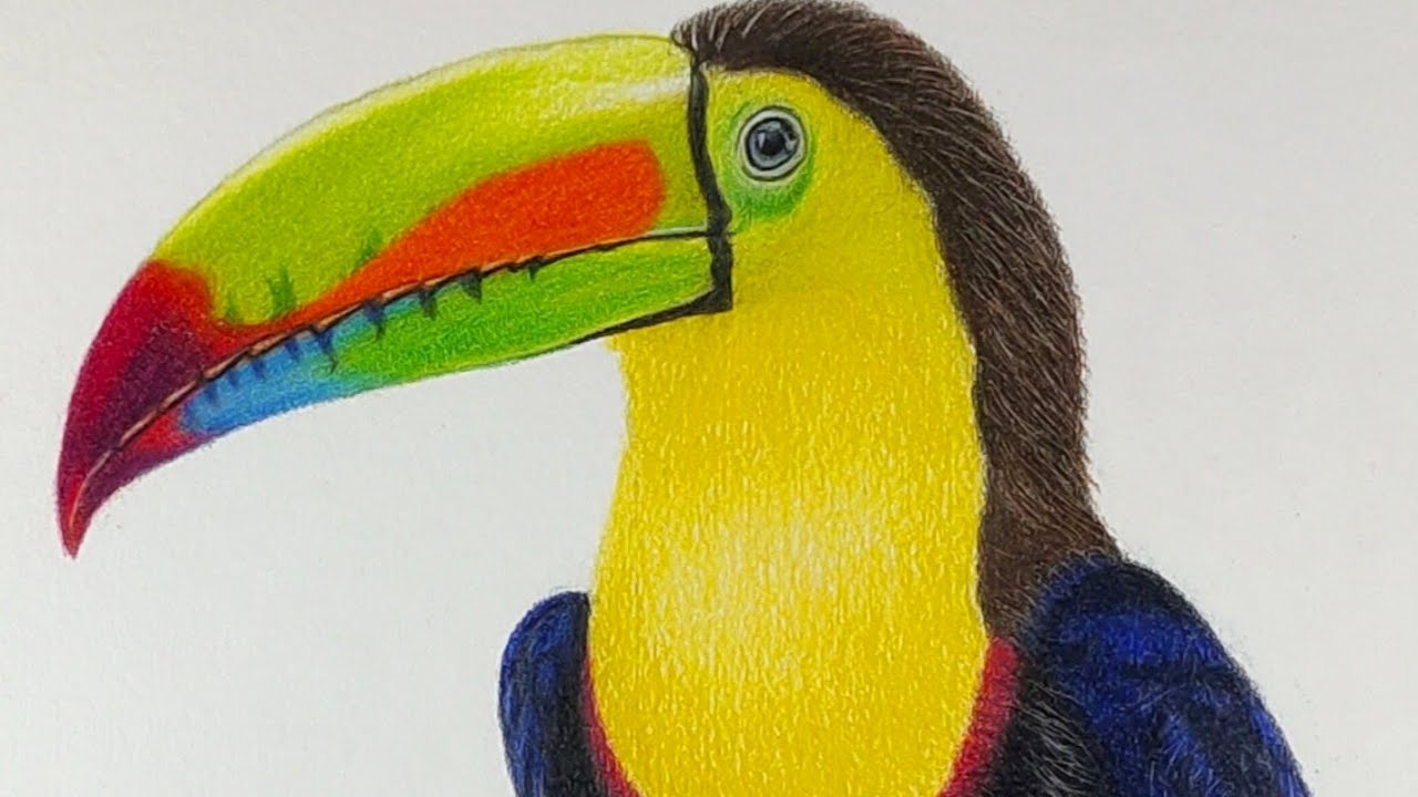 Realistic Toucan Bird Drawing | Colour Pencil Timelapse Art 