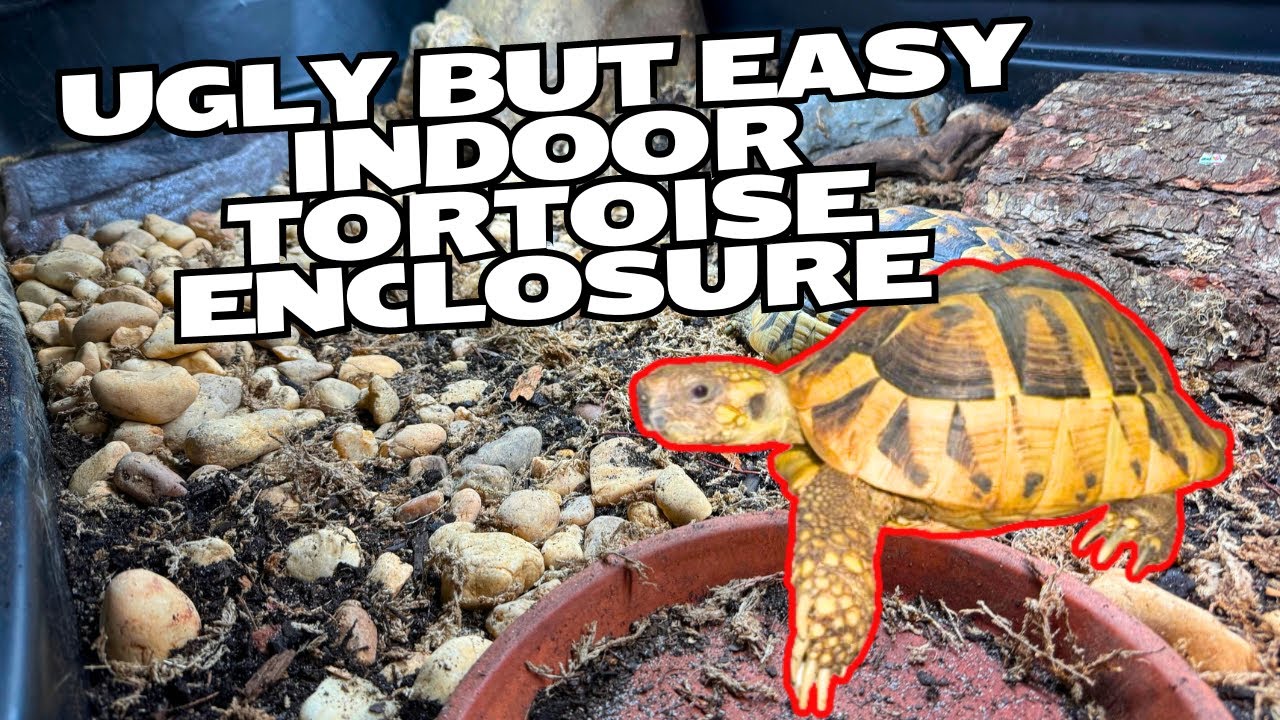 Easy, But Crappy Indoor Hermanns Tortoise Enclosure