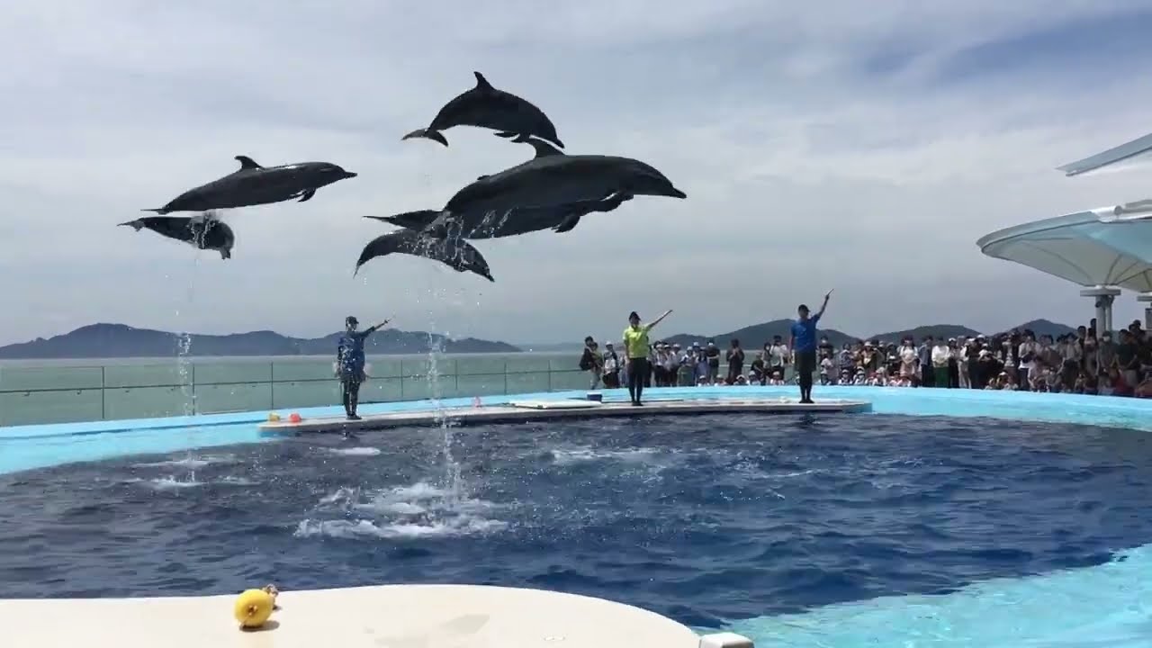 【香川県】四国水族館 イルカプレイングタイム Shikoku Aquarium 2023/06