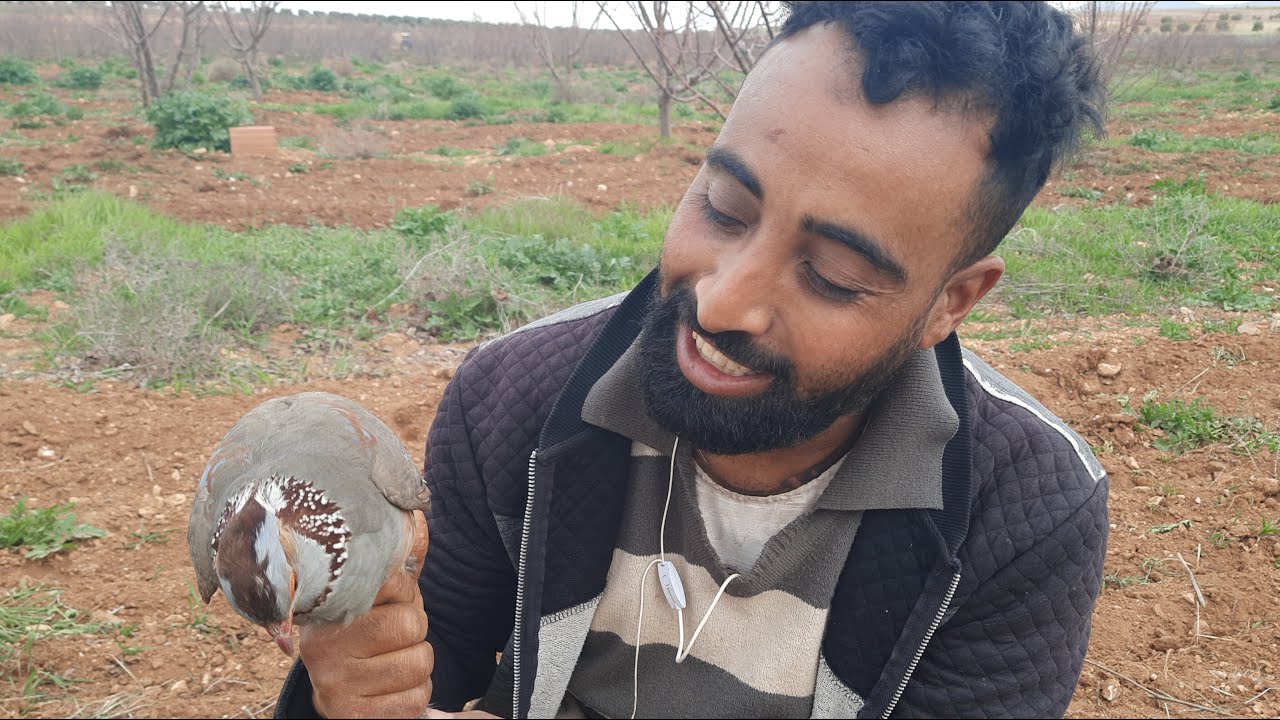 صيد الحجل البري بالفخ التقليدي