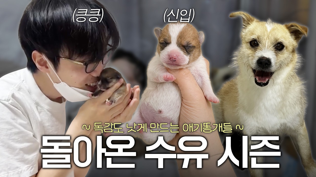 조청이와 7마리 아기 강아지 수유 시즌